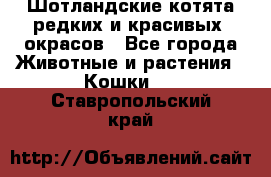 Шотландские котята редких и красивых  окрасов - Все города Животные и растения » Кошки   . Ставропольский край